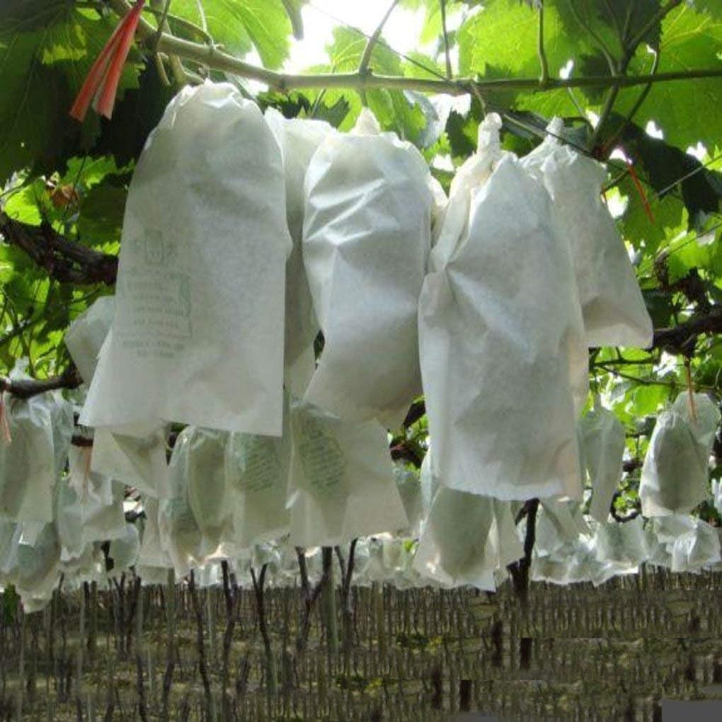 Vải vườn chuối không dệt chuối